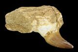 Fossil Mosasaur (Halisaurus) Tooth In Jaw Section - Morocco #117024-2